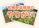 有機野菜栽培のやりがい