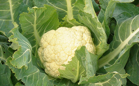 農園野菜カリフラワー