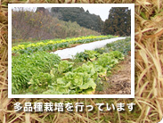 多品種栽培を行っています
